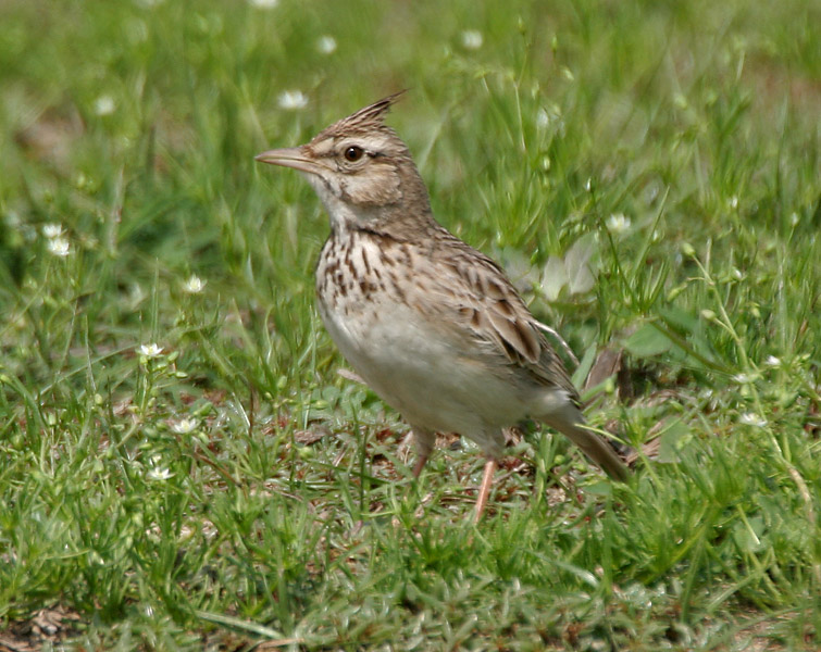 Crested Lark wallpaper