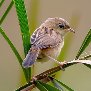 Golden-headed Cisticola wallpaper