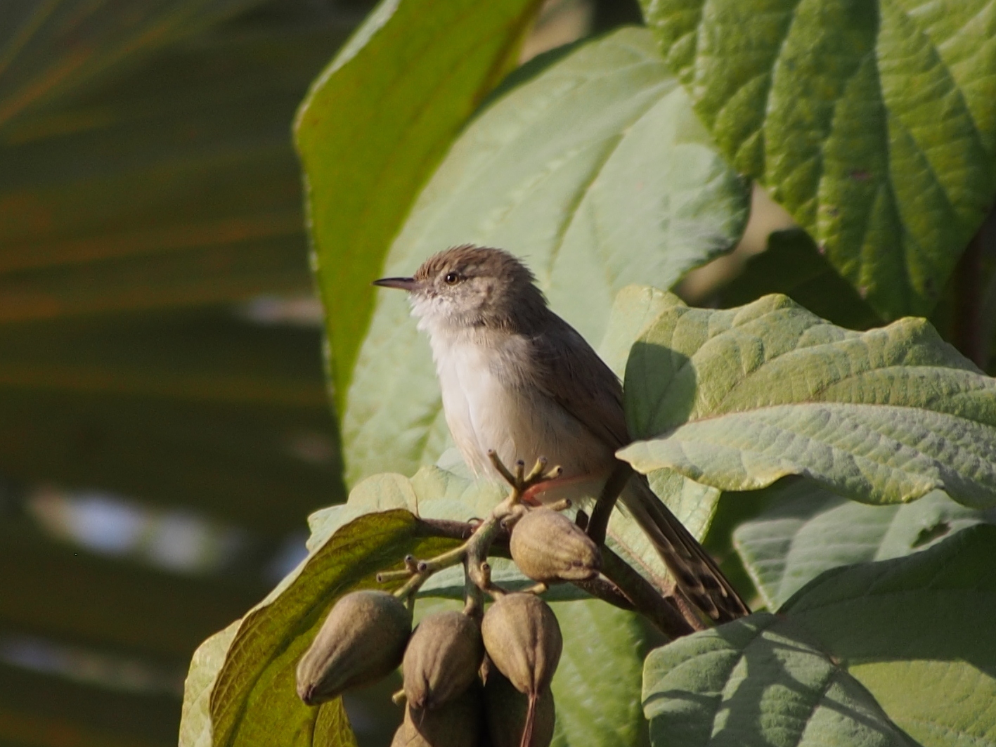 Graceful Prinia wallpaper