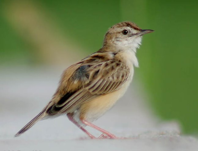 Zitting Cisticola wallpaper