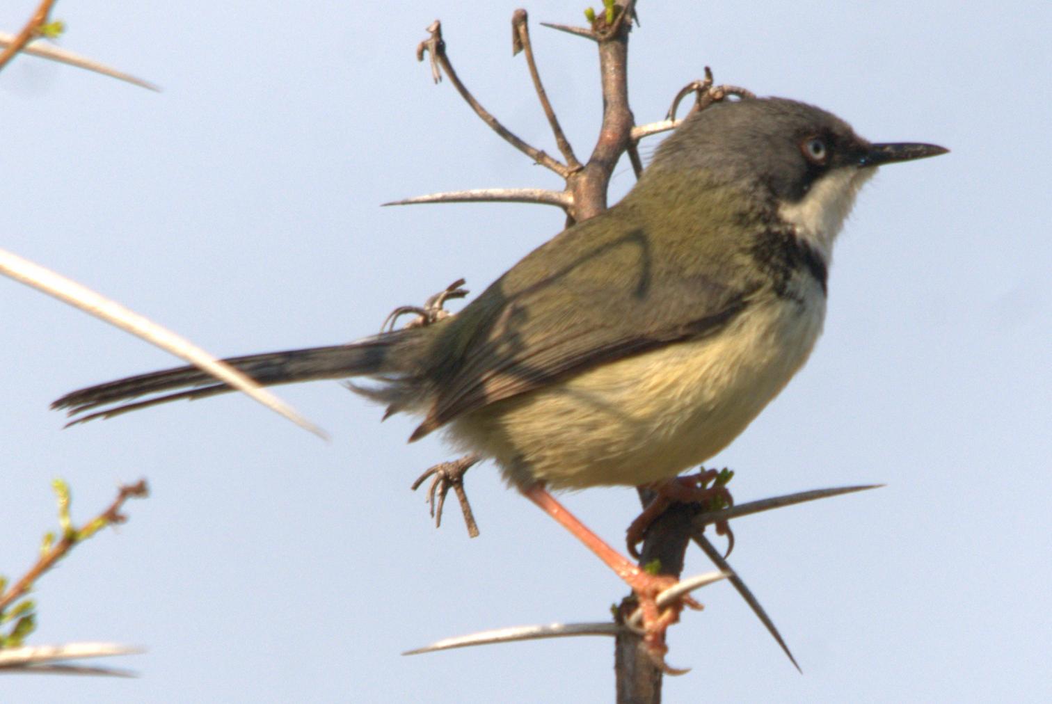 Bar-throated Apalis wallpaper