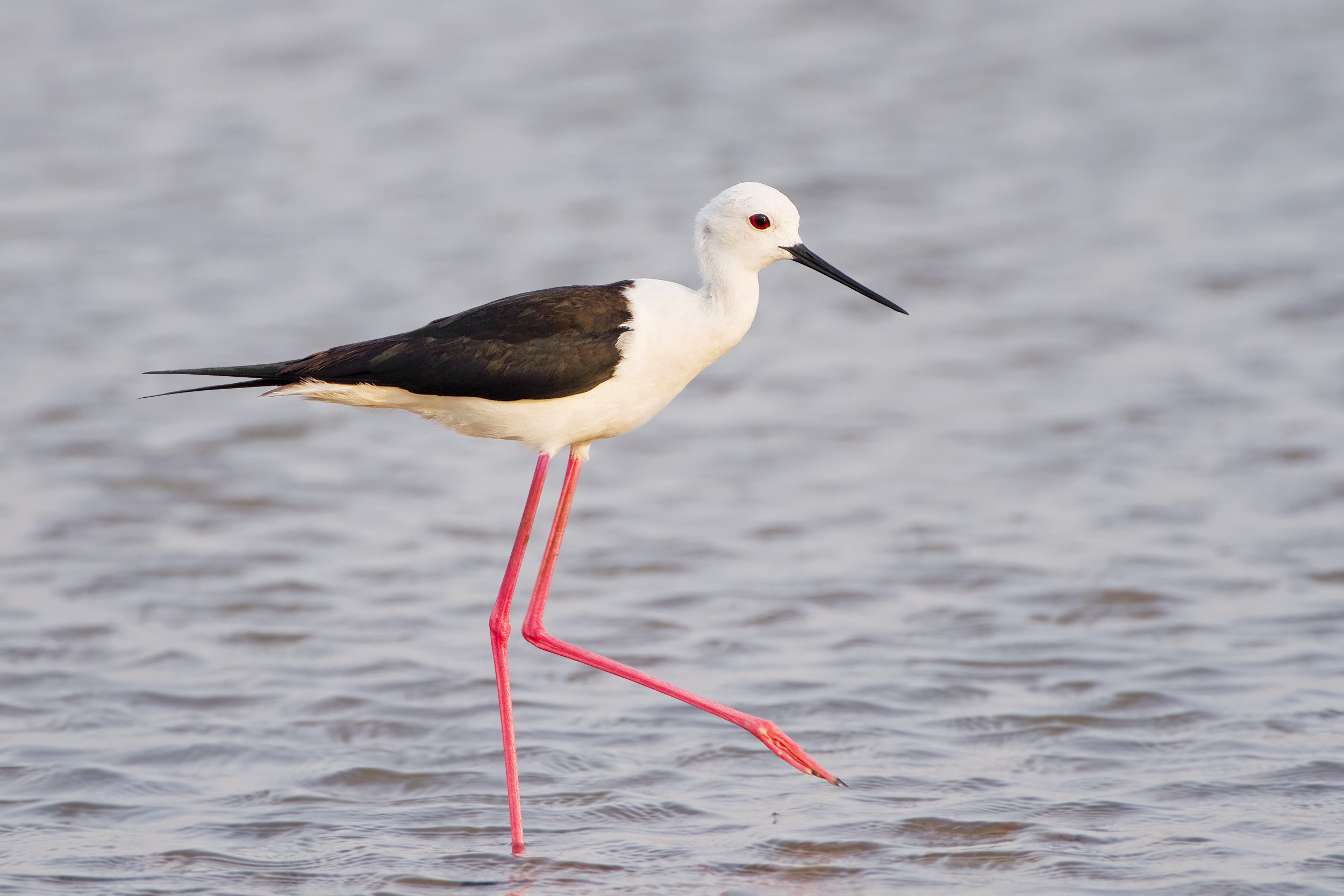 Black-winged Stilt wallpaper