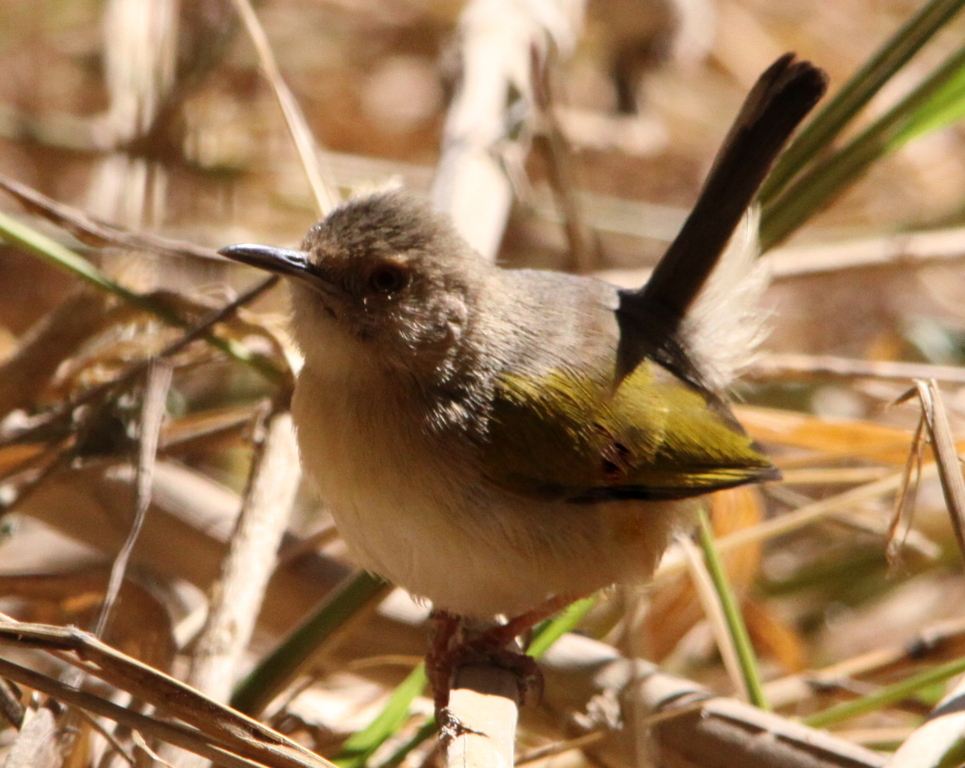 Grey-backed Camaroptera wallpaper