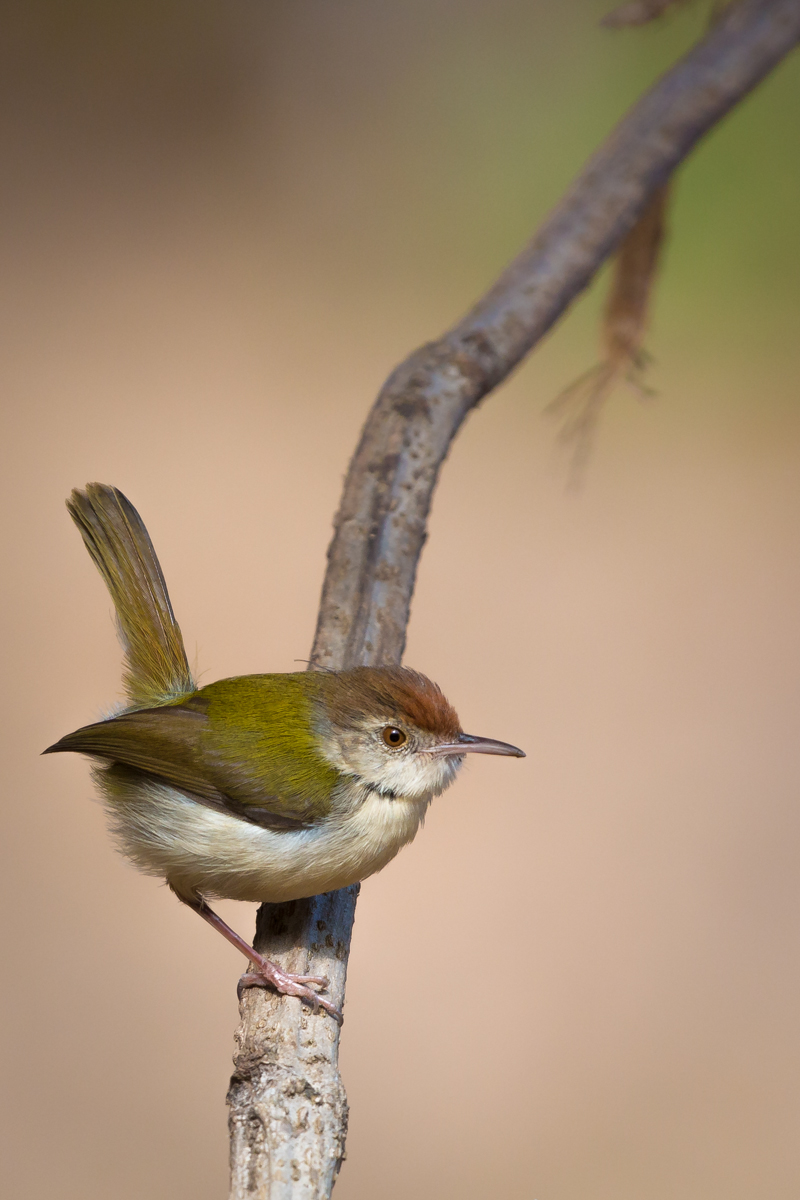 Common Tailorbird wallpaper