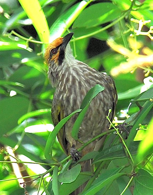 Straw-headed Bulbul wallpaper