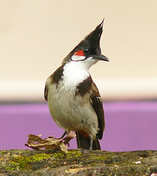 Red-whiskered Bulbul wallpaper