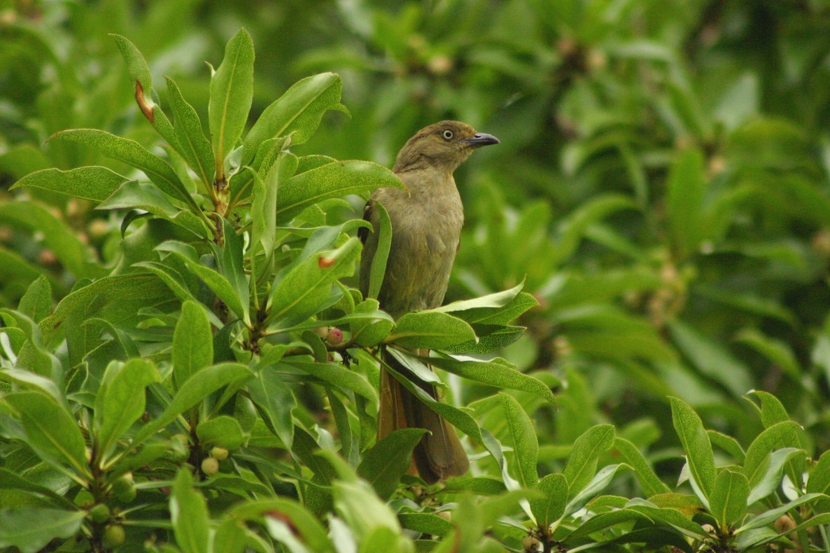 Sombre Greenbul wallpaper