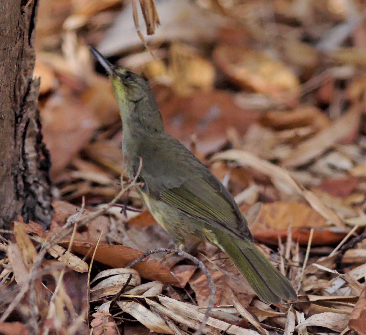 Long-billed Bernieria wallpaper