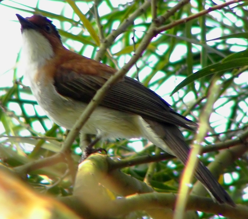 Chestnut Bulbul wallpaper