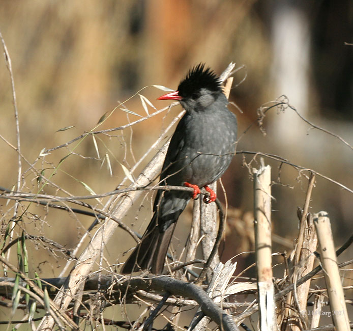 Black Bulbul wallpaper