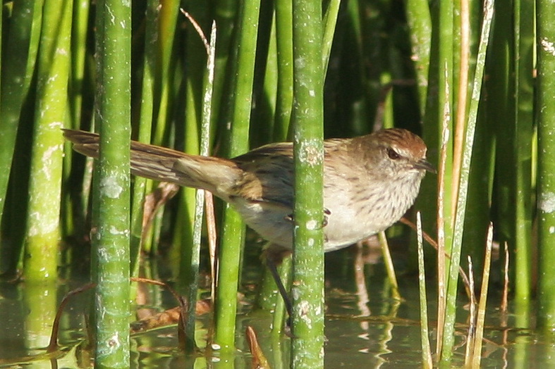 Little Grassbird wallpaper