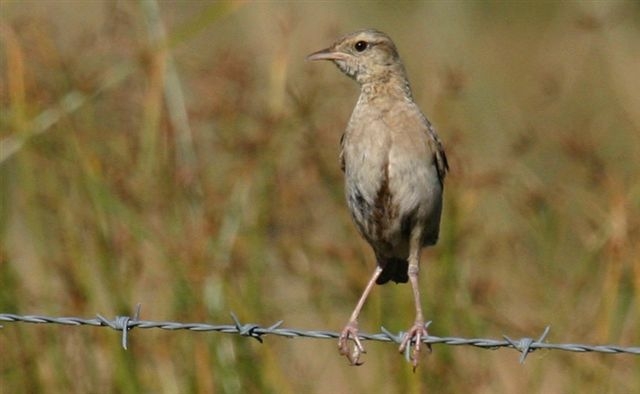 Brown Songlark wallpaper