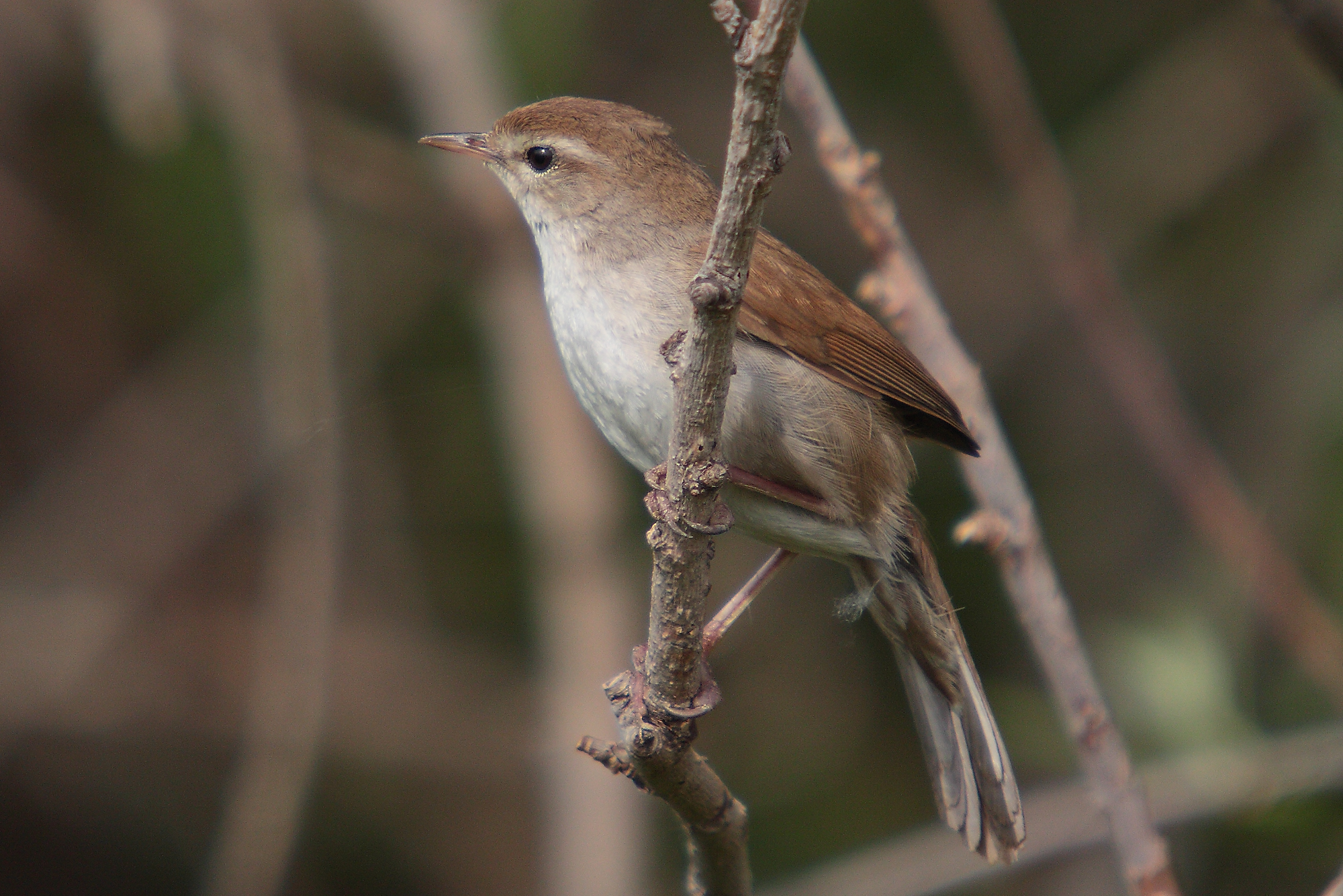 Cetti's Warbler wallpaper