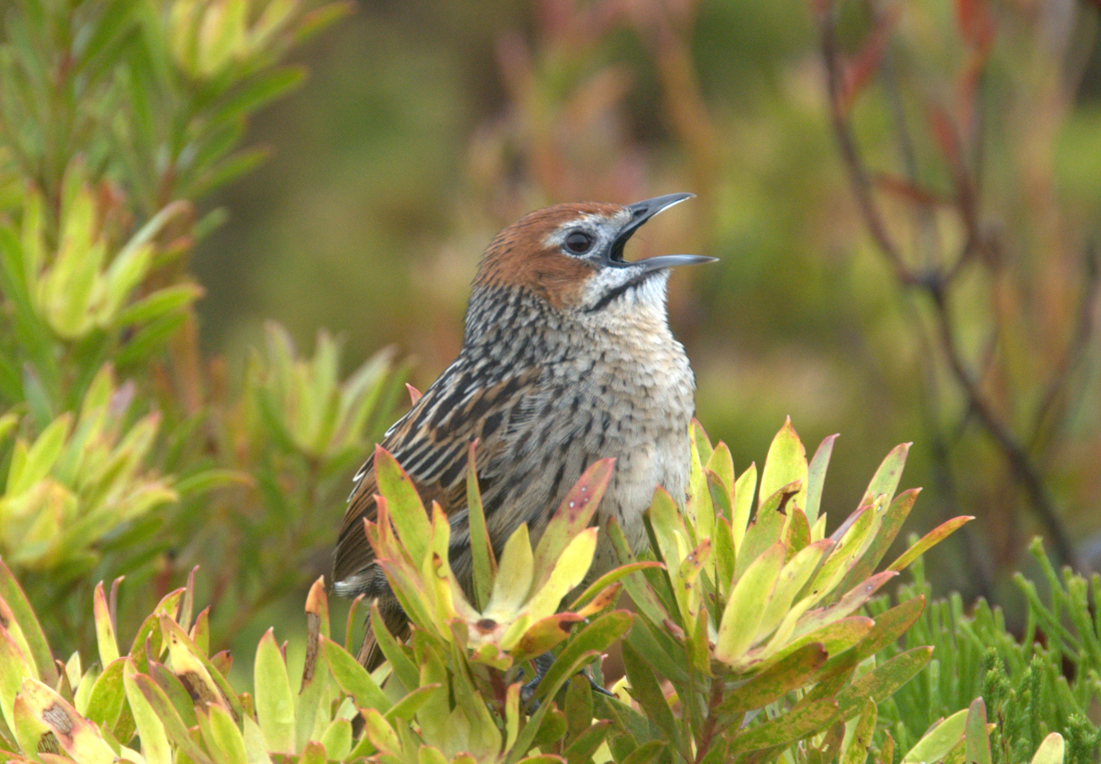 Cape Grassbird wallpaper