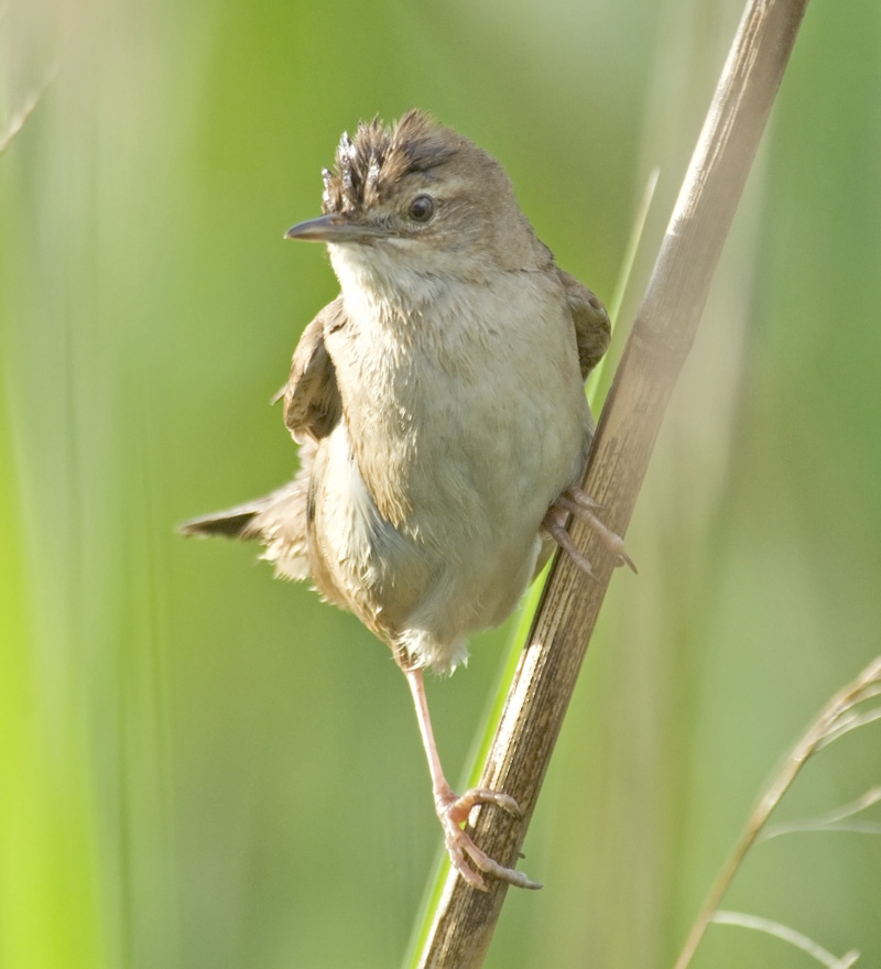 Grasshopper Warbler wallpaper