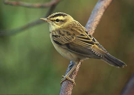 Sedge Warbler wallpaper