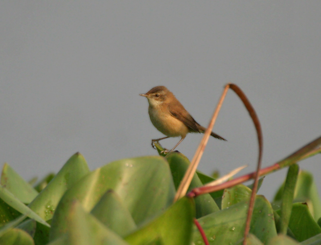 Paddyfield Warbler wallpaper