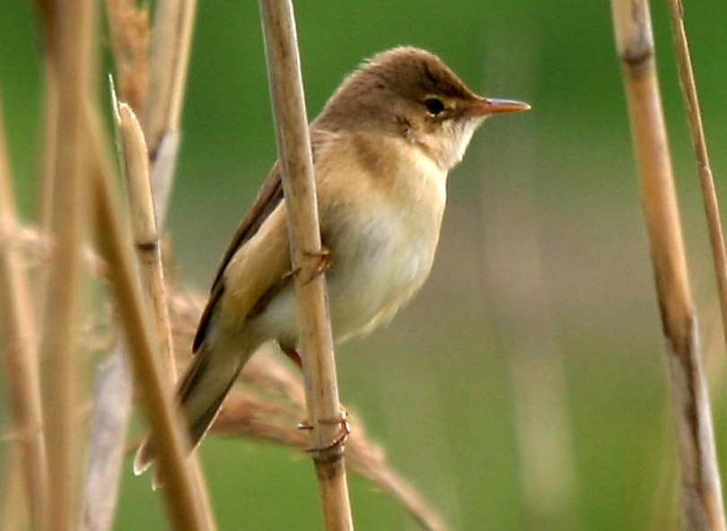 Eurasian Reed Warbler wallpaper