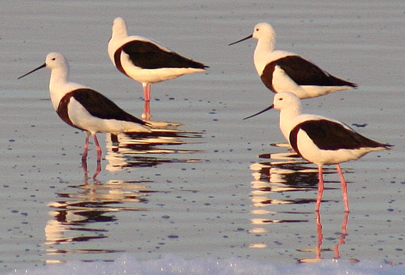 Banded Stilt wallpaper