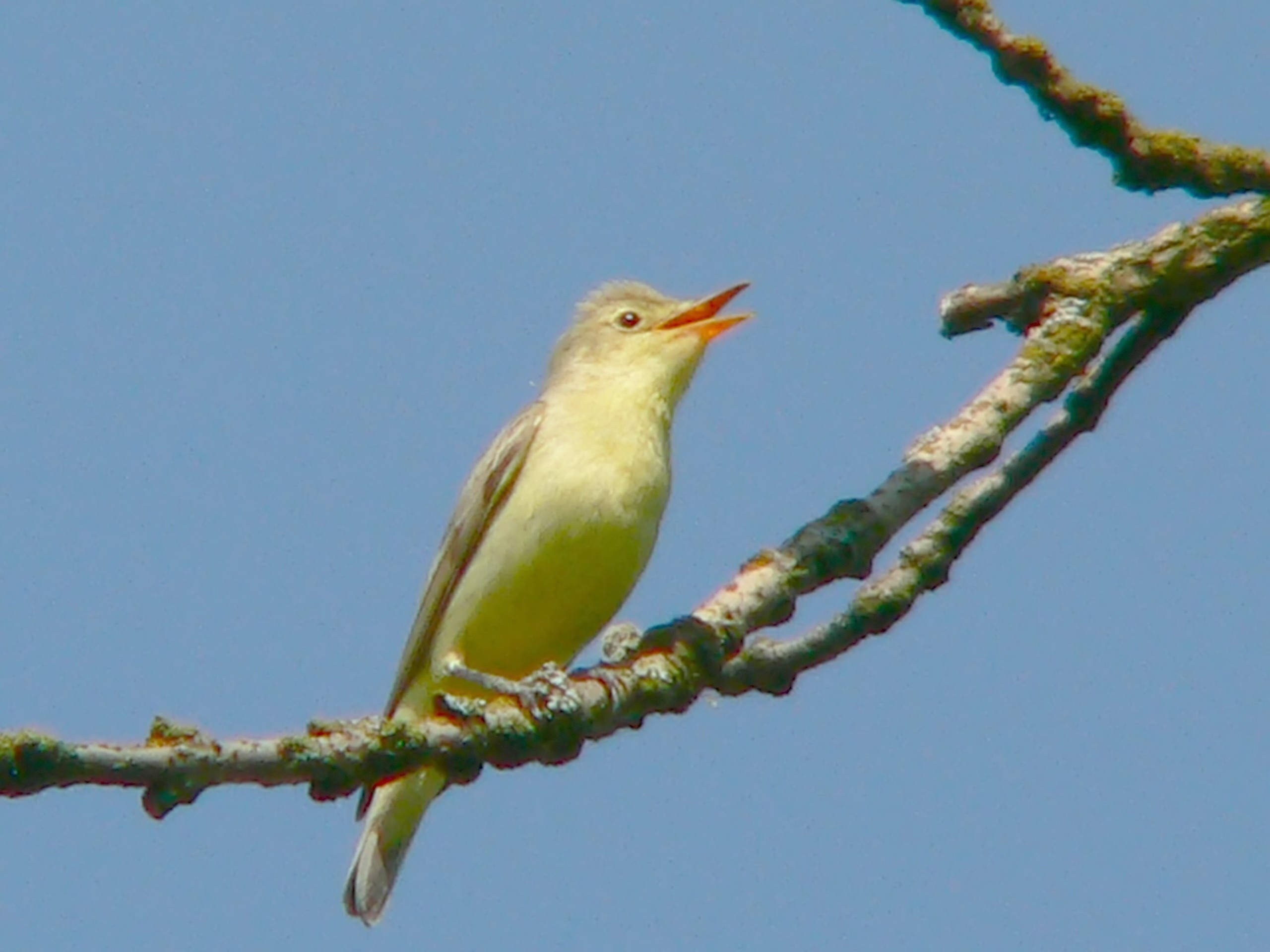 Icterine Warbler wallpaper