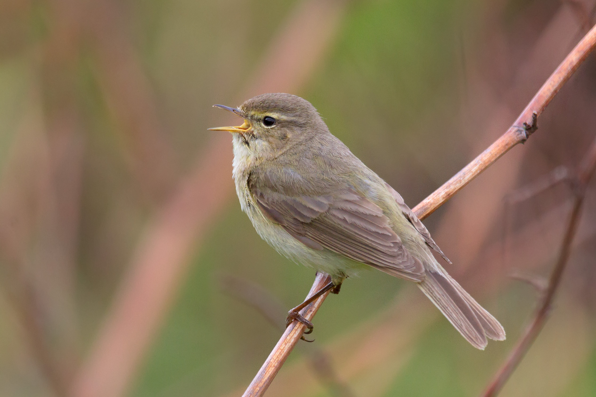 Common Chiffchaff wallpaper