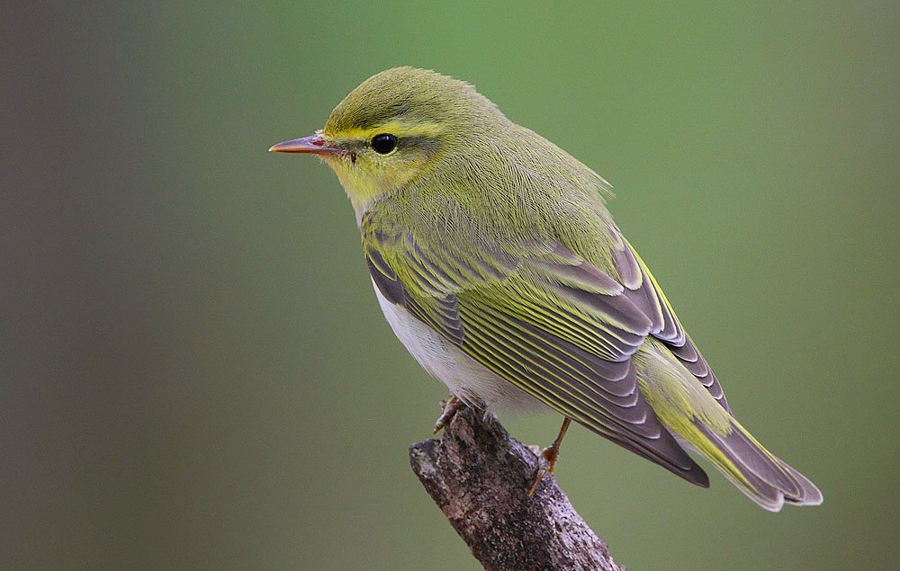 Izu Leaf-warbler wallpaper