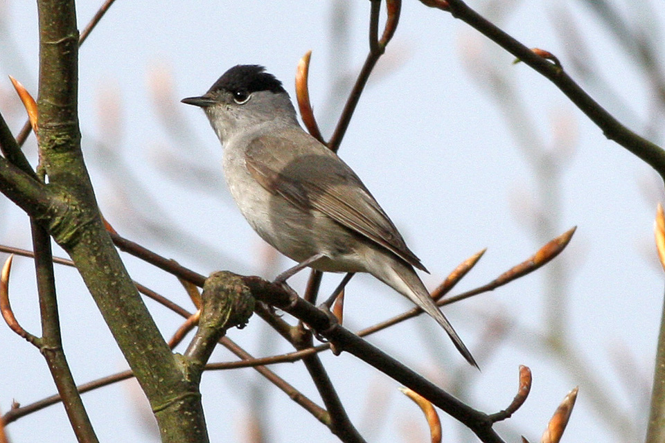 Blackcap wallpaper