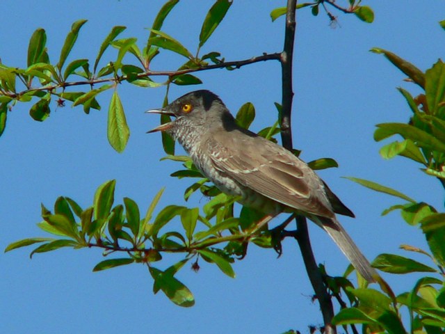 Barred Warbler wallpaper