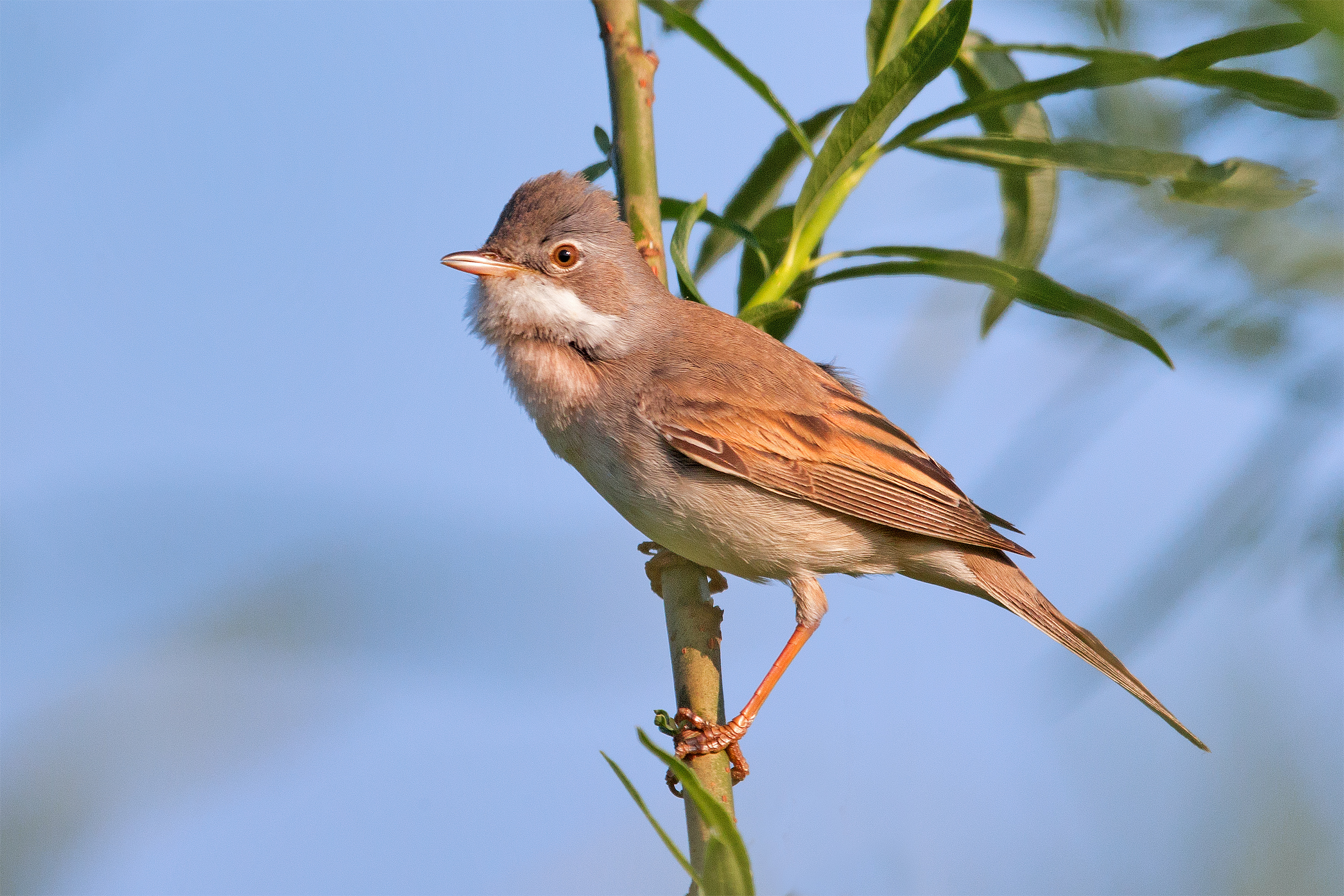 Whitethroat wallpaper