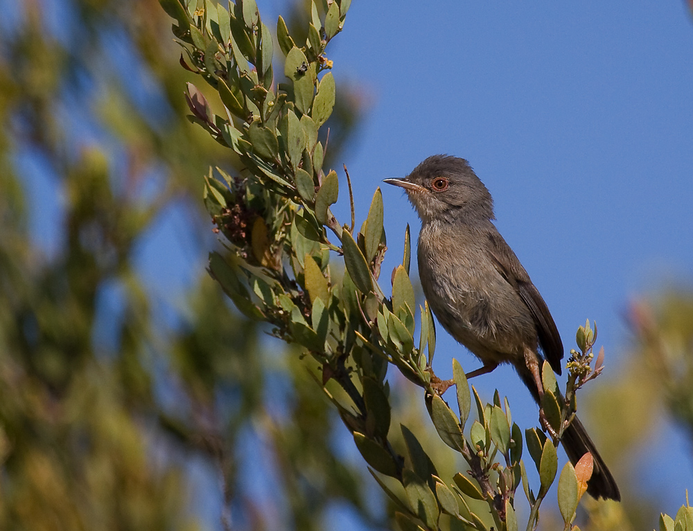 Dartford Warbler wallpaper