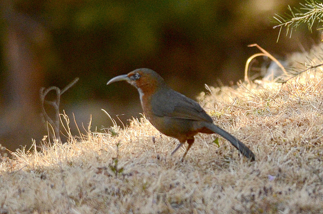 Rusty-cheeked Scimitar-babbler wallpaper