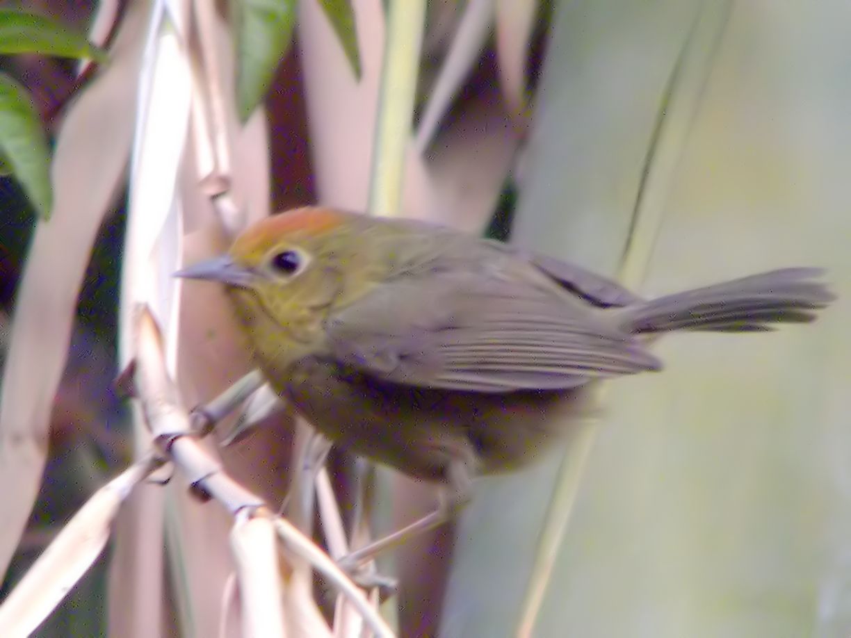 Rufous-capped Babbler wallpaper