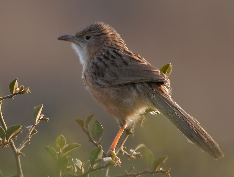 Common Babbler wallpaper