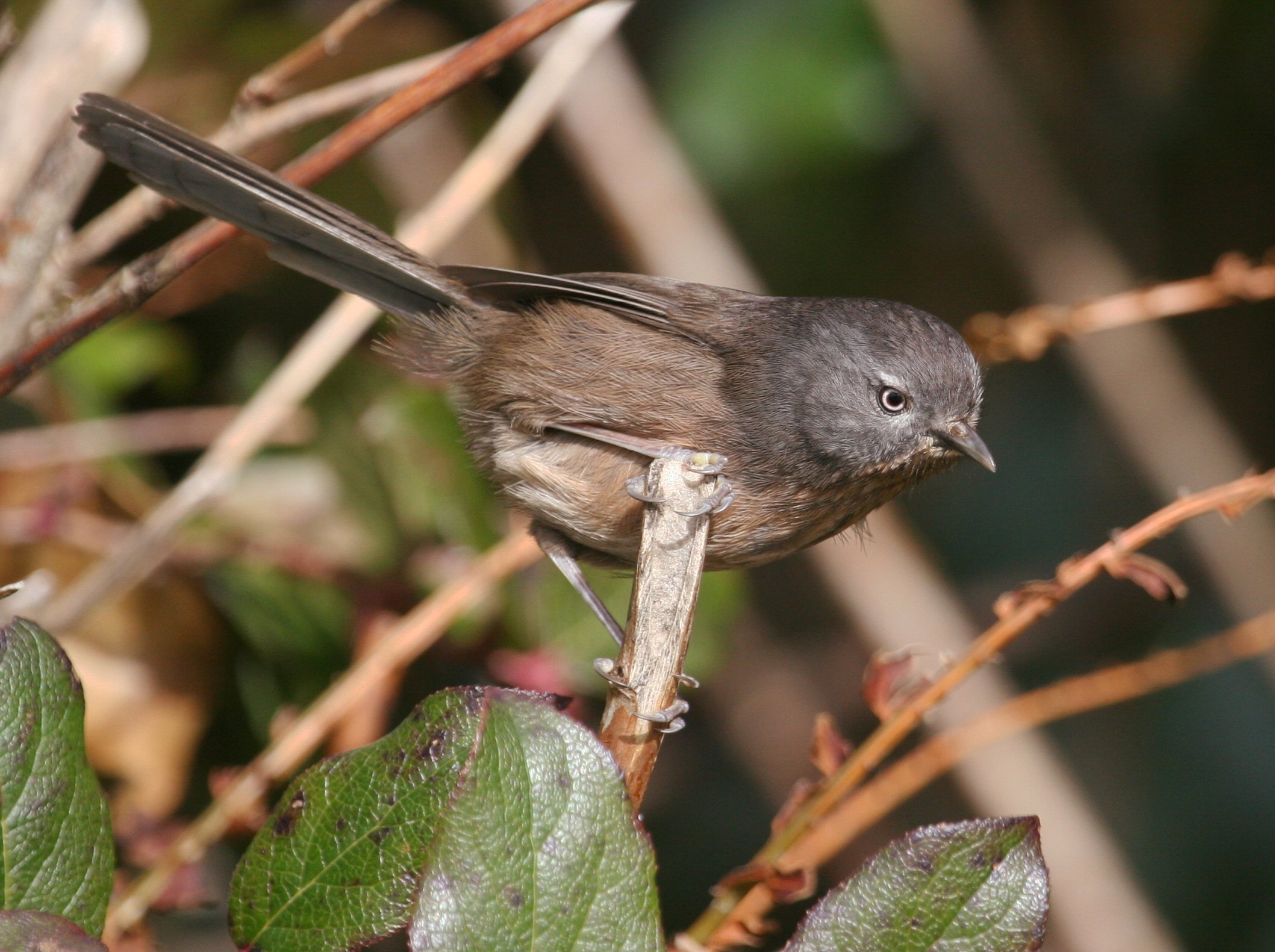 Wrentit wallpaper