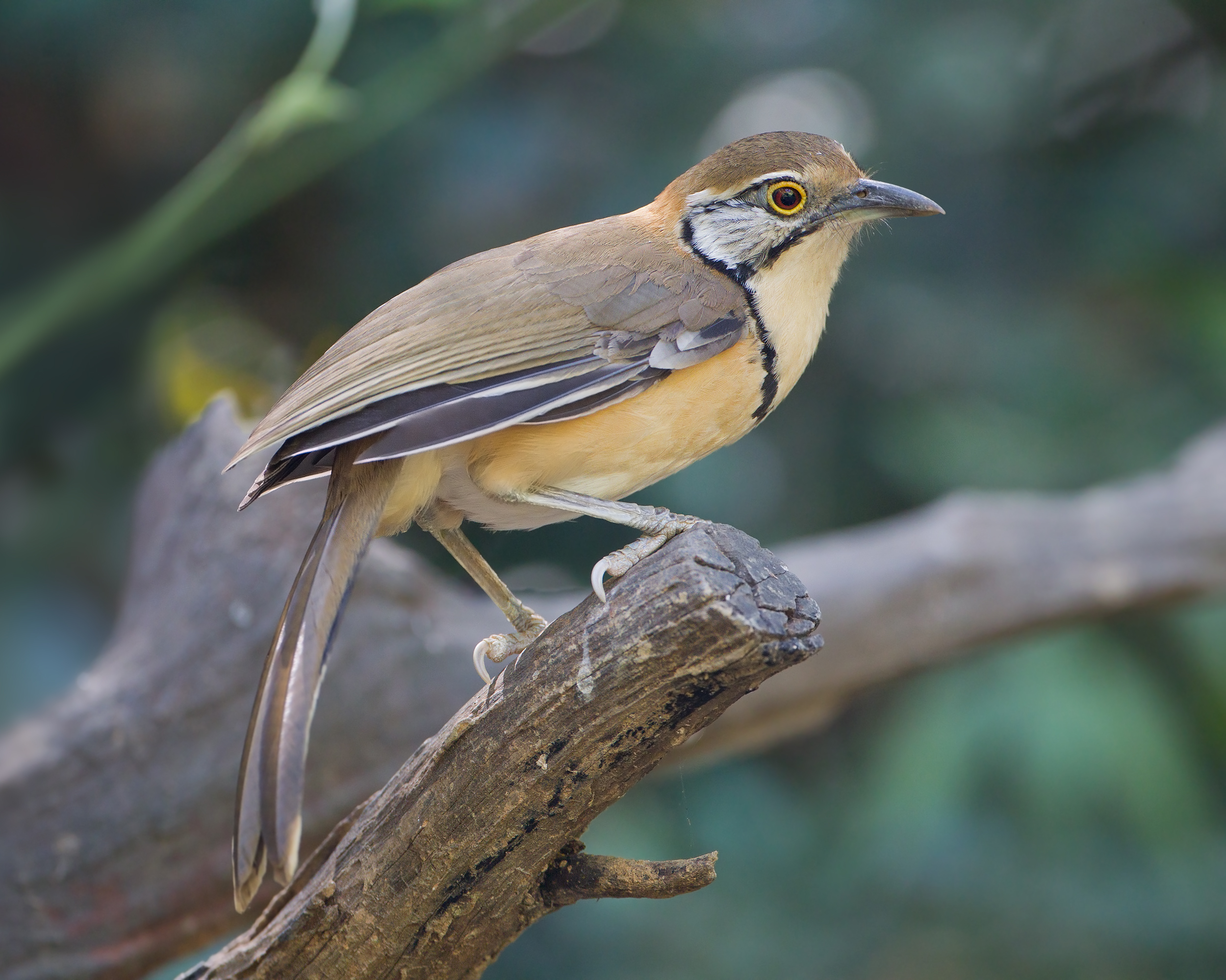 Greater Necklaced Laughingthrush wallpaper