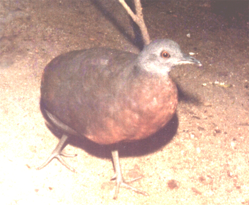 Brown Tinamou wallpaper