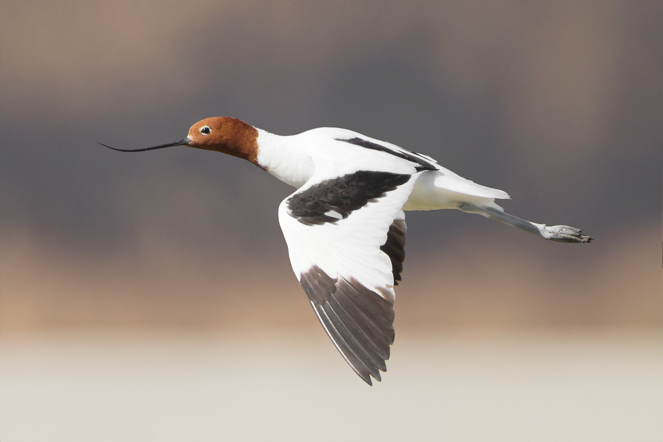 Red-necked Avocet wallpaper