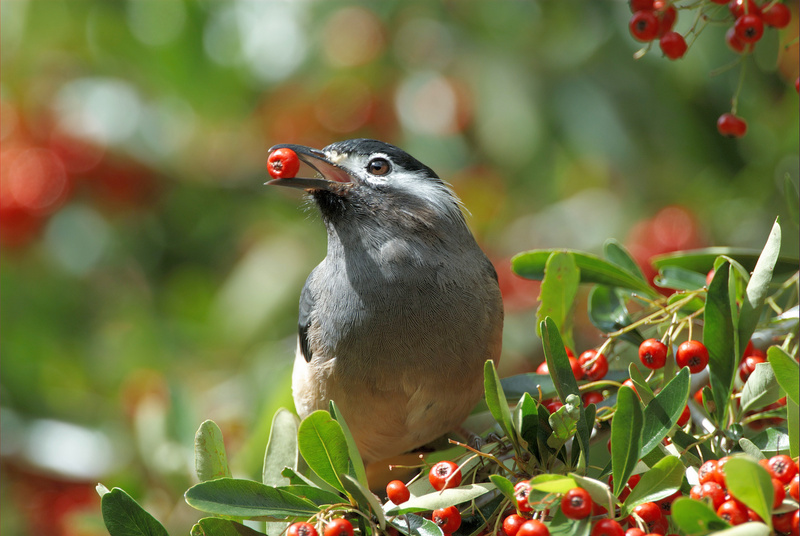 White-eared Sibia wallpaper