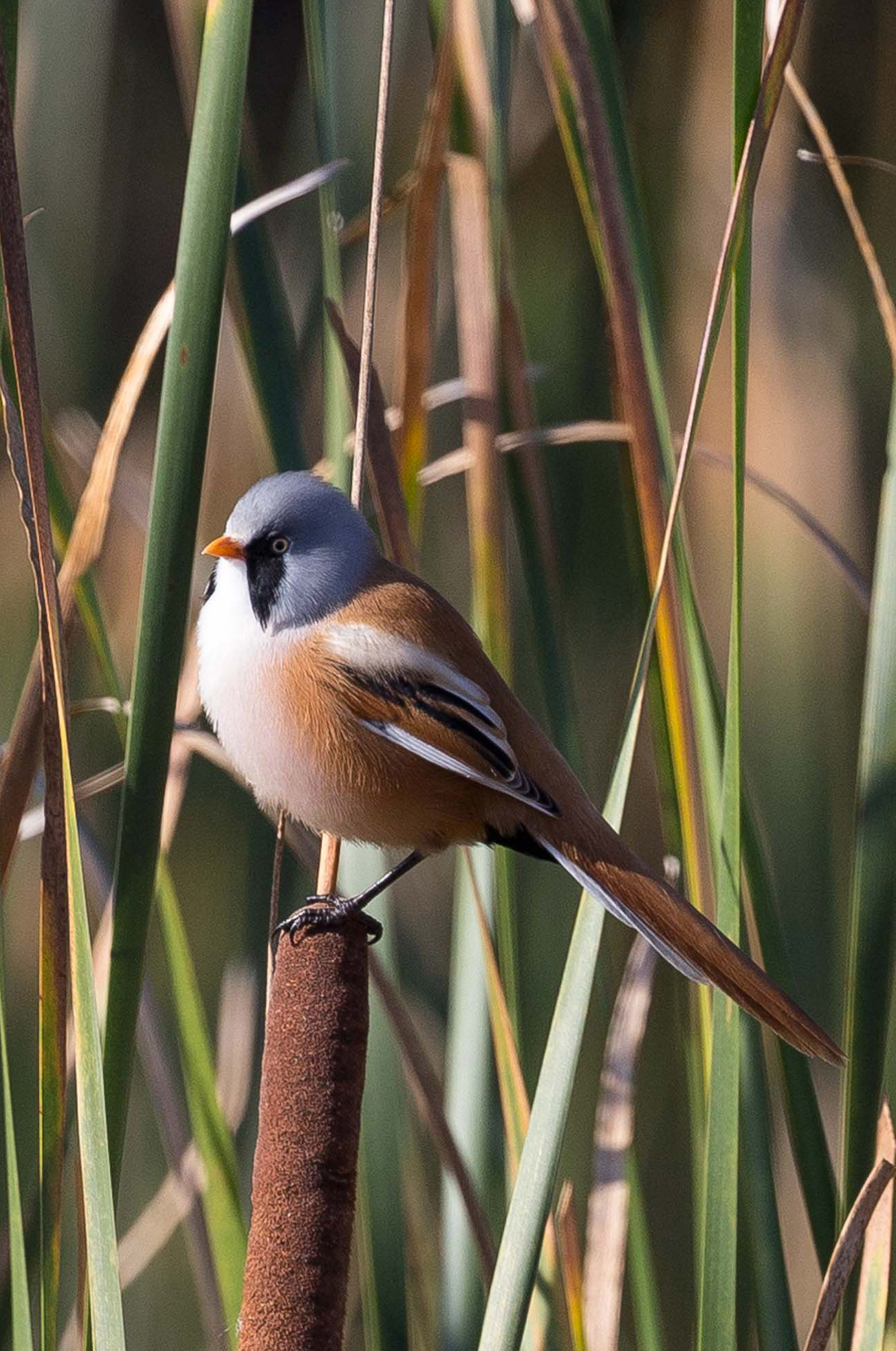 Bearded Reedling wallpaper