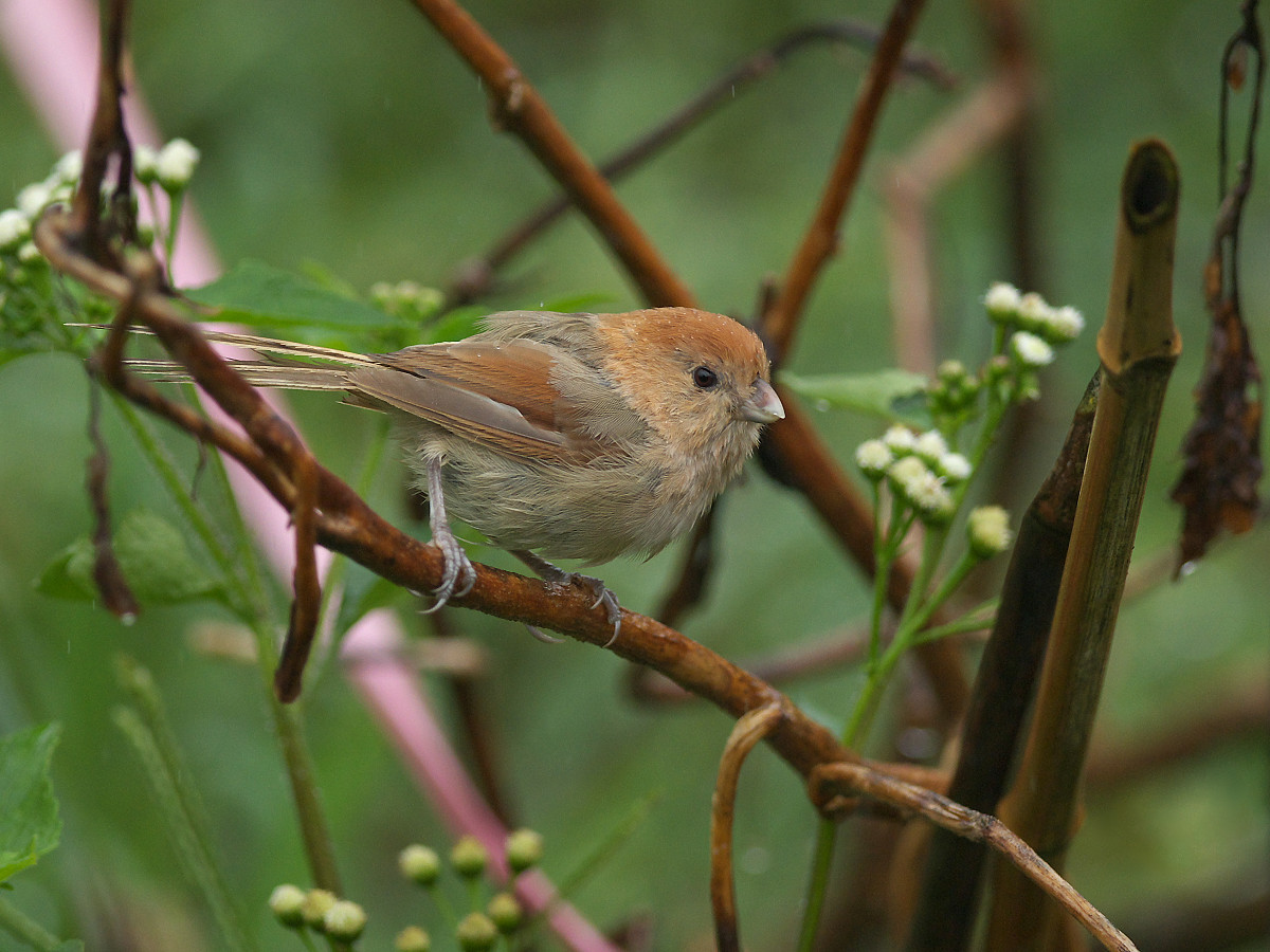 Vinous-throated Parrotbill wallpaper