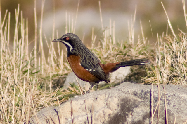 Cape Rockjumper wallpaper