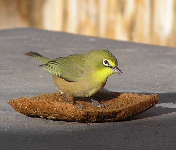 Cape White-eye wallpaper