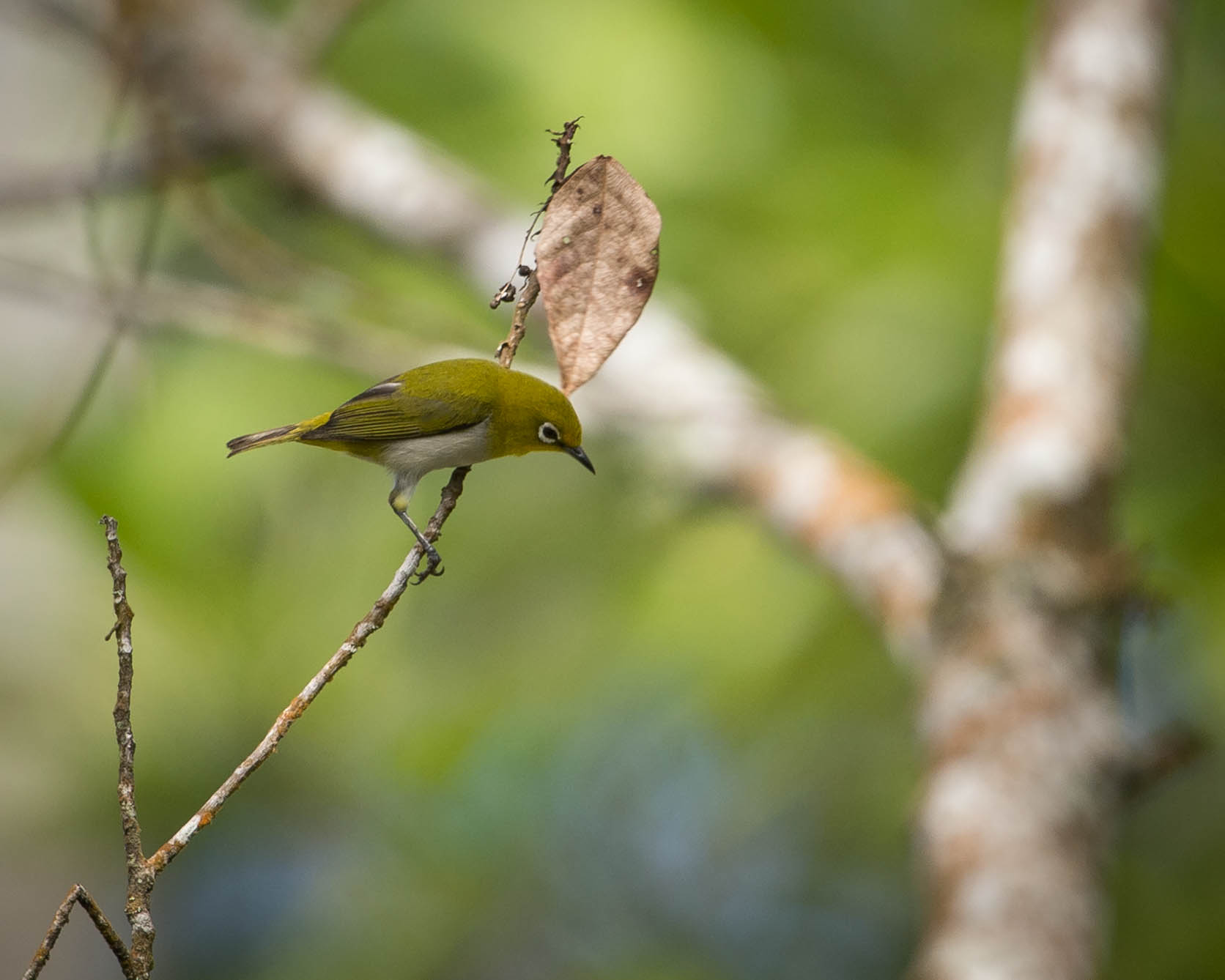 Mountain White-eye wallpaper