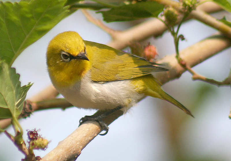 Oriental White-eye wallpaper