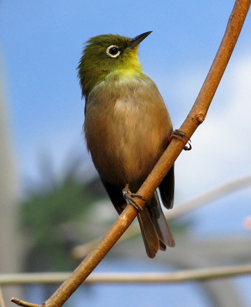 Japanese White-eye wallpaper