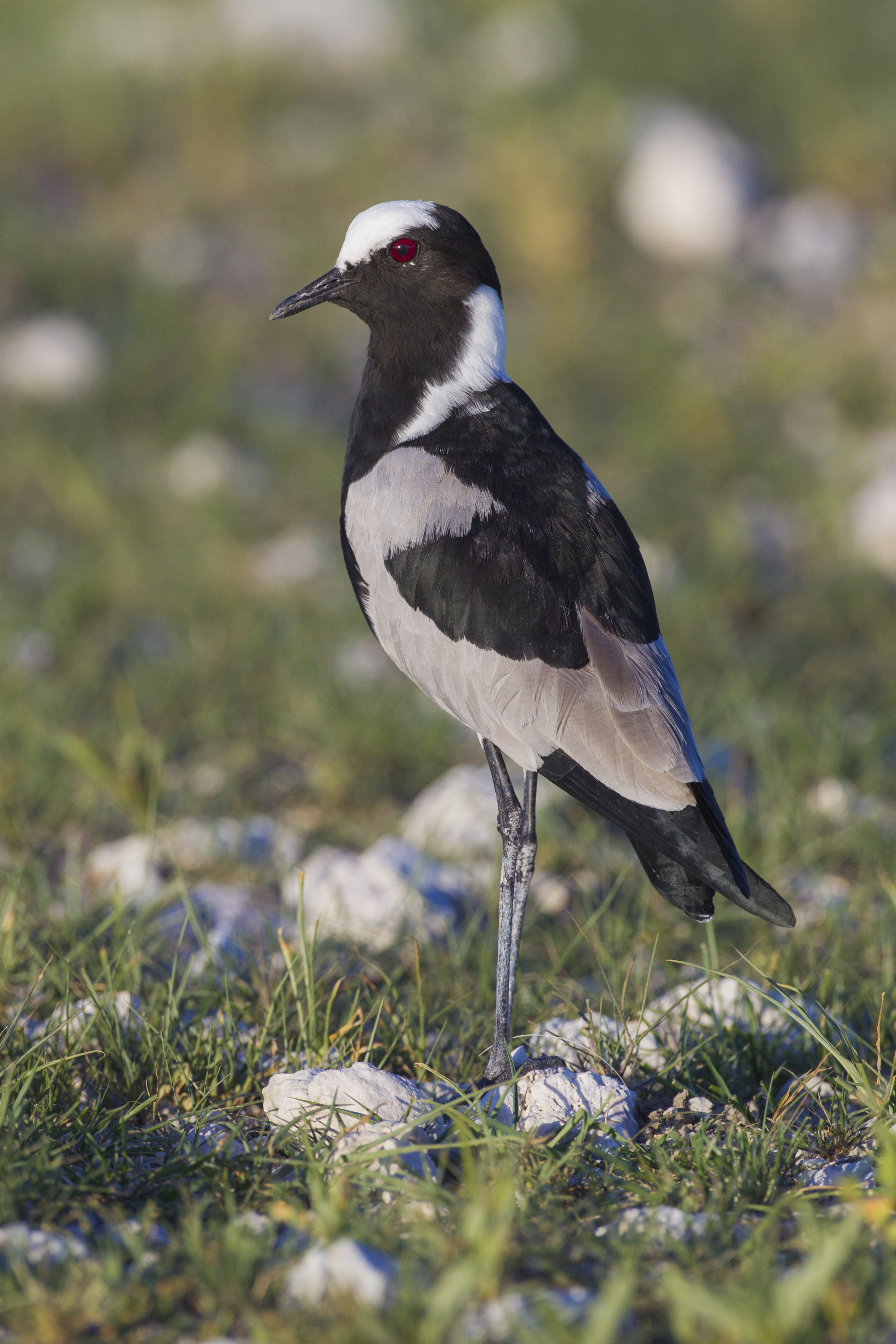 Blacksmith Plover wallpaper