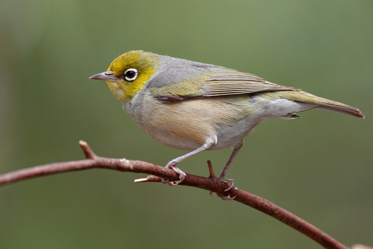 Silvereye wallpaper