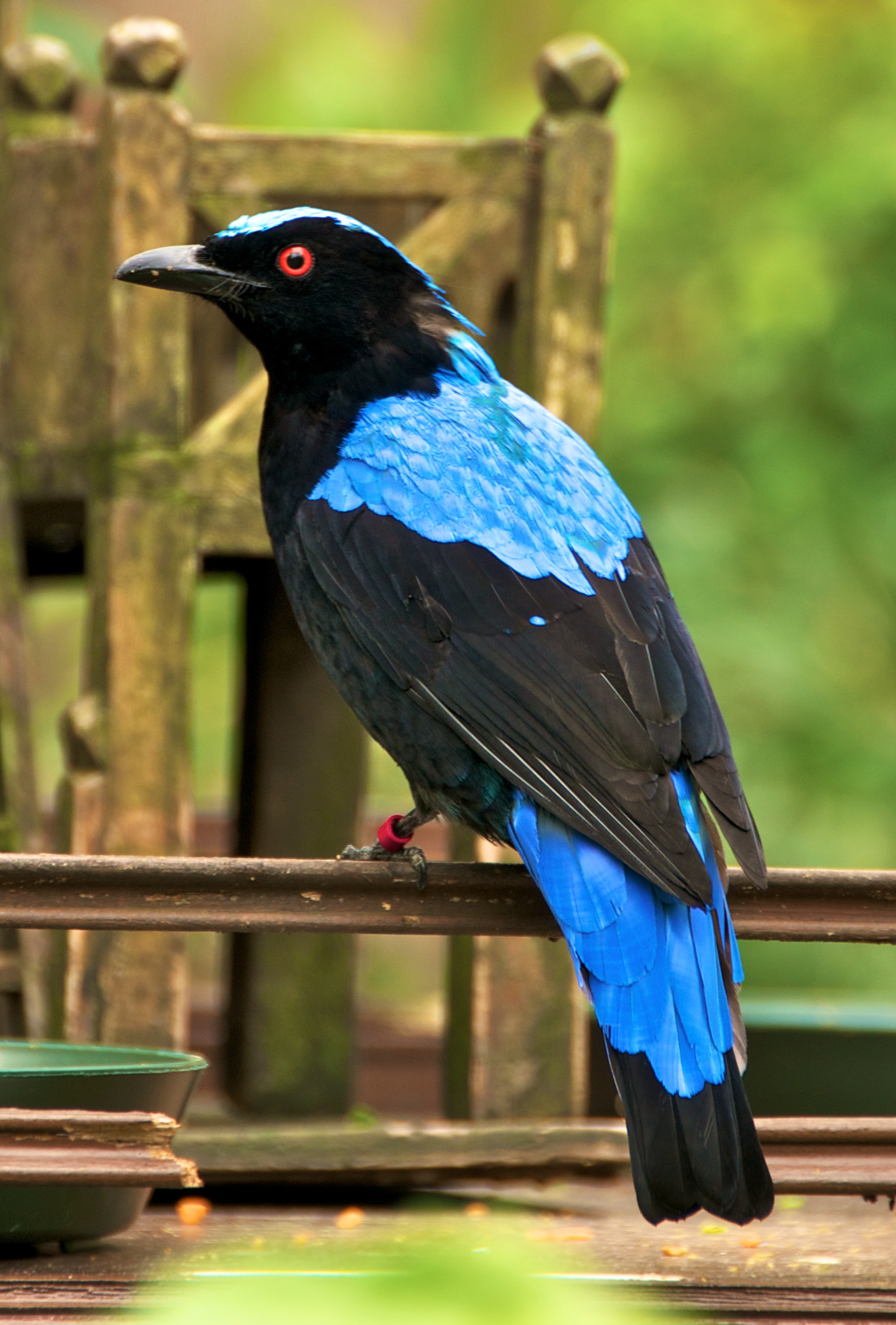 Asian Fairy Bluebird wallpaper