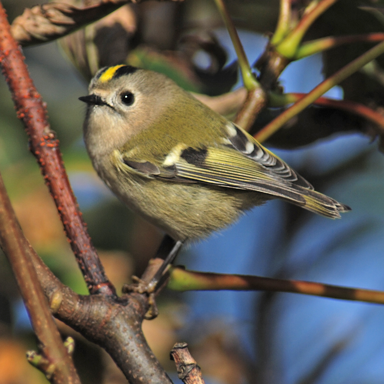 Goldcrest wallpaper