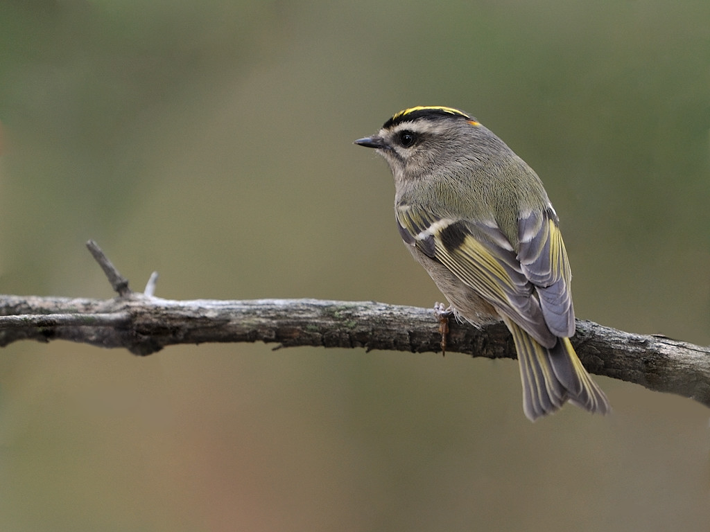 Golden-crowned Kinglet wallpaper